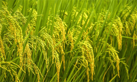 How to use Triacontanol in rice and precautions