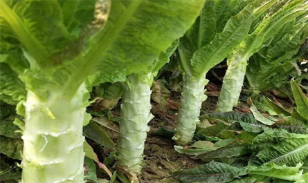 Plant growth regulators use on lettuce