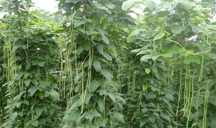 What plant growth regulators are used for green beans?