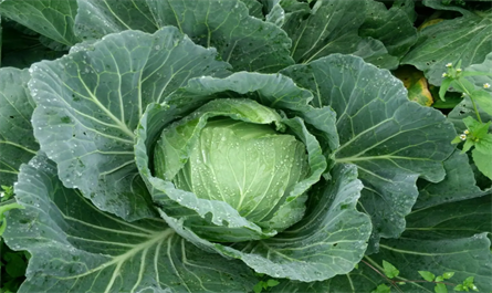 Study on the effect of zeatin on cabbage growth and yield increase
