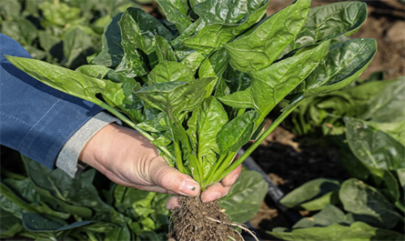 What are the applications of plant growth regulators on vegetables?