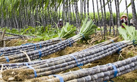 Application of plant growth regulator in sugarcane