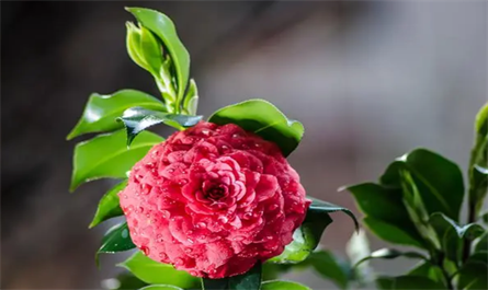 Application of plant growth regulators in Camellia planting