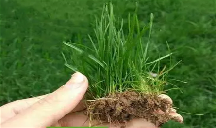 Application of plant growth regulators in Festuca elata