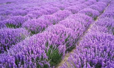 What plant growth regulators are used to promote rooting and growth of lavender cuttings? 