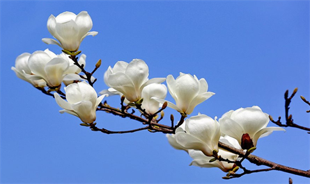 Application of plant growth regulators in magnolia growth