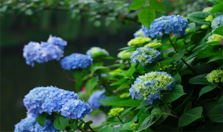 hydrangea