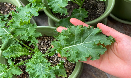 Application of plant growth regulators on kale