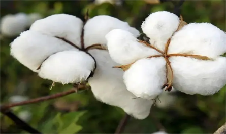 Cotton