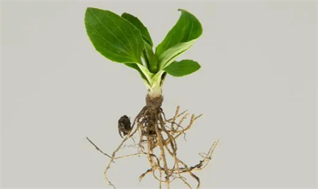 plant rooting