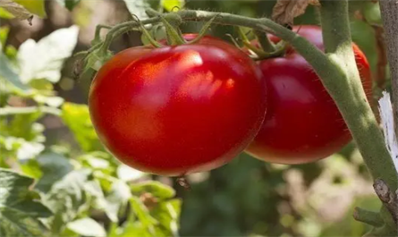 How to use ethephon to ripen tomatoes?