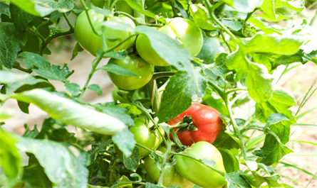 Application of plant growth regulators on vegetables - Tomato