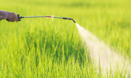 Plant Growth Regulators