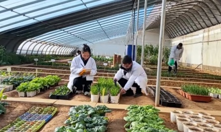 Plant Growth Hormones