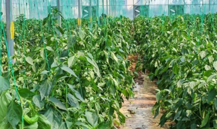 Plant Growth Hormones