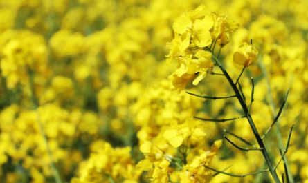 Plant Growth Hormones