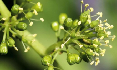 plant growth regulator