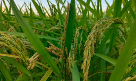 plant growth regulator