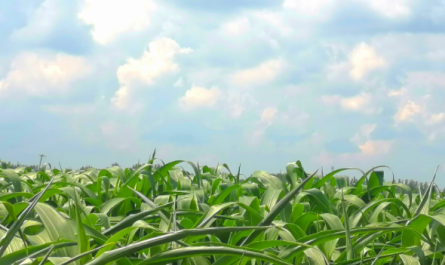 Plant Growth Regulator