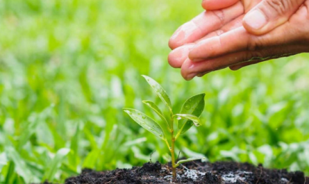 Plant Growth Regulator
