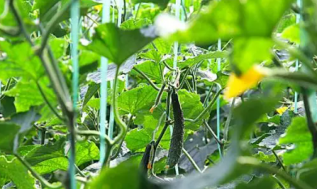 Plant Growth Regulator