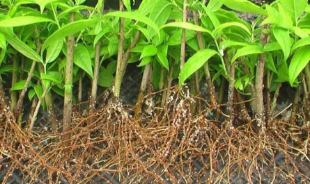 plant growth regulator