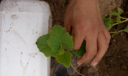 Drip irrigation fertilizers