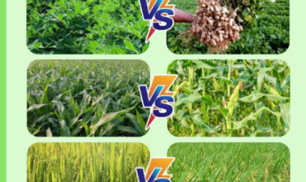 Plant growth regulators pinsoa