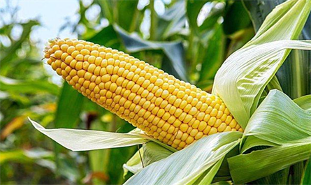plant growth regulator pinsoa