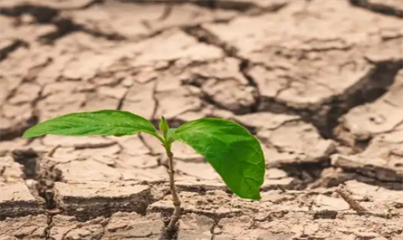 plant growth regulator pinsoa