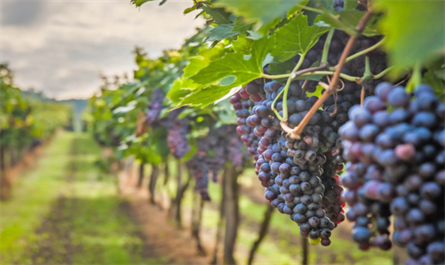 Indole-3-acetic acid 