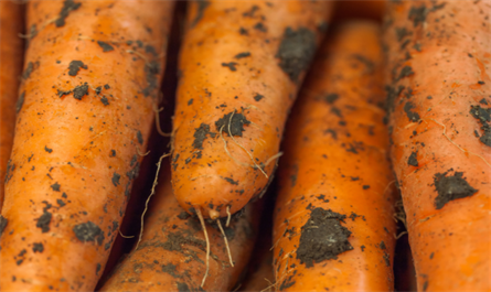 plant growth regulator Choline chloride