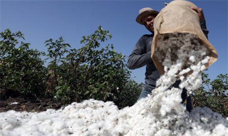 plant growth regulator