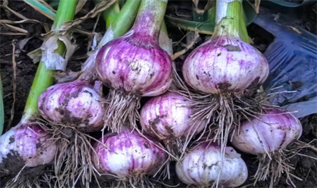 Plant growth regulator use for garlic