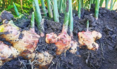 Diethyl aminoethyl hexanoate