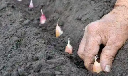 Prohexadione calcium