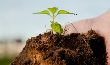 Plant growth regulators