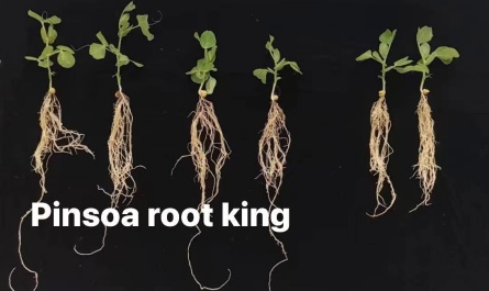 ROOT KING 