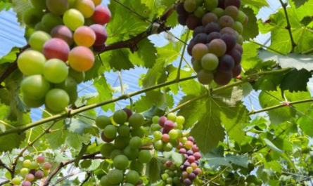 Plant Growth Regulator