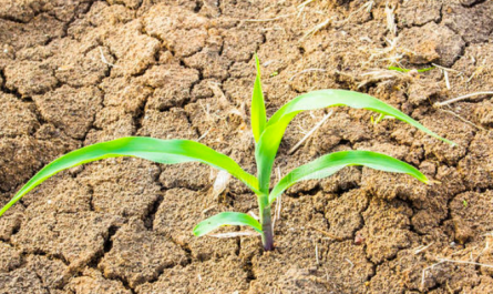 Plant Growth Regulator