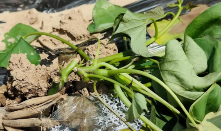 Plant Growth Regulator