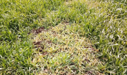 plant growth regulator