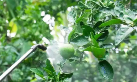 plant growth regulator