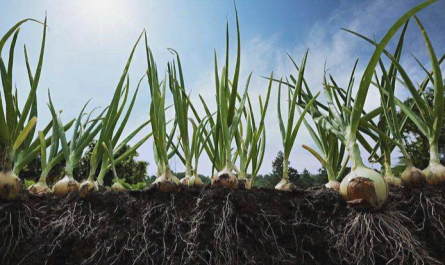 plant growth regulators 