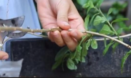 plant growth regulators 