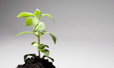 Plant Growth Regulator