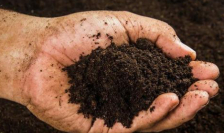 Plant Growth Regulator