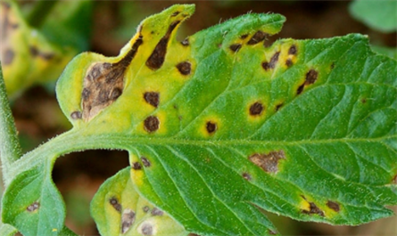 Plant growth regulators