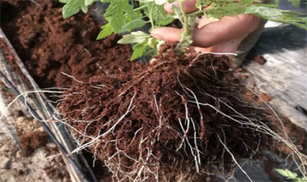 Brassinolide root irrigation