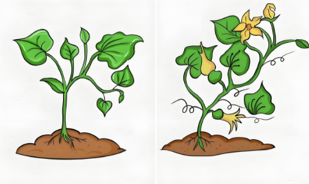 Plant growth observation
